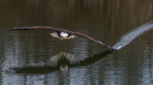Prophetic Edge