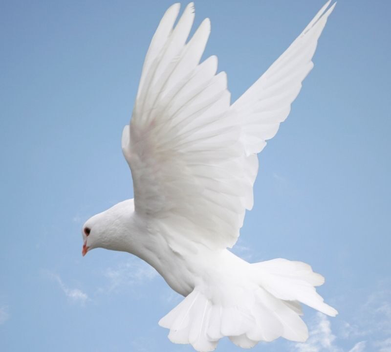 Gifts of the Spirit